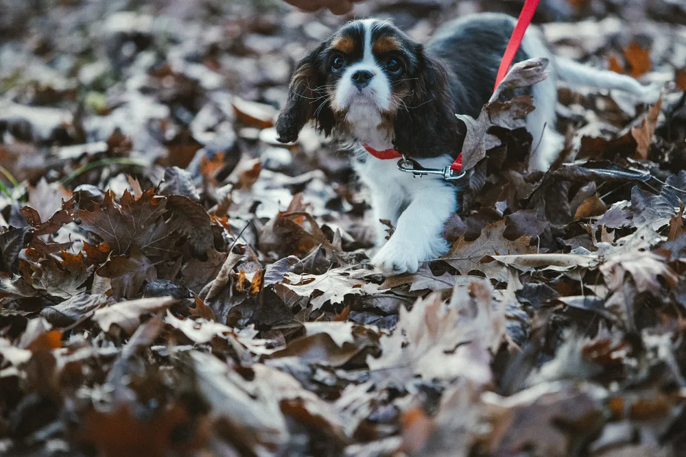 4 things to do as soon as you get a new puppy